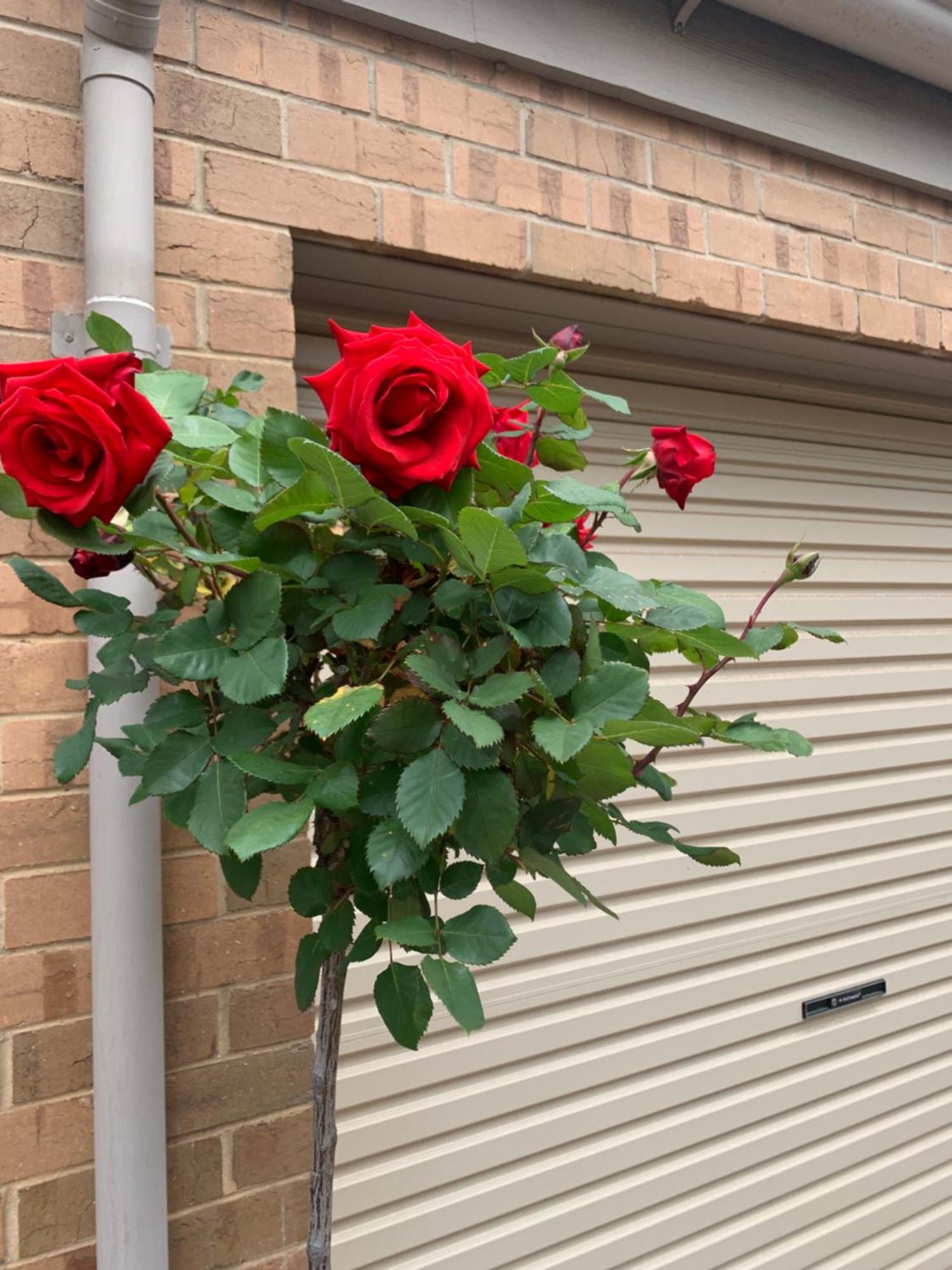 Adelaide Style Accommodation-Close To City-North Adelaide-3 Bdrm- Free Parking 外观 照片