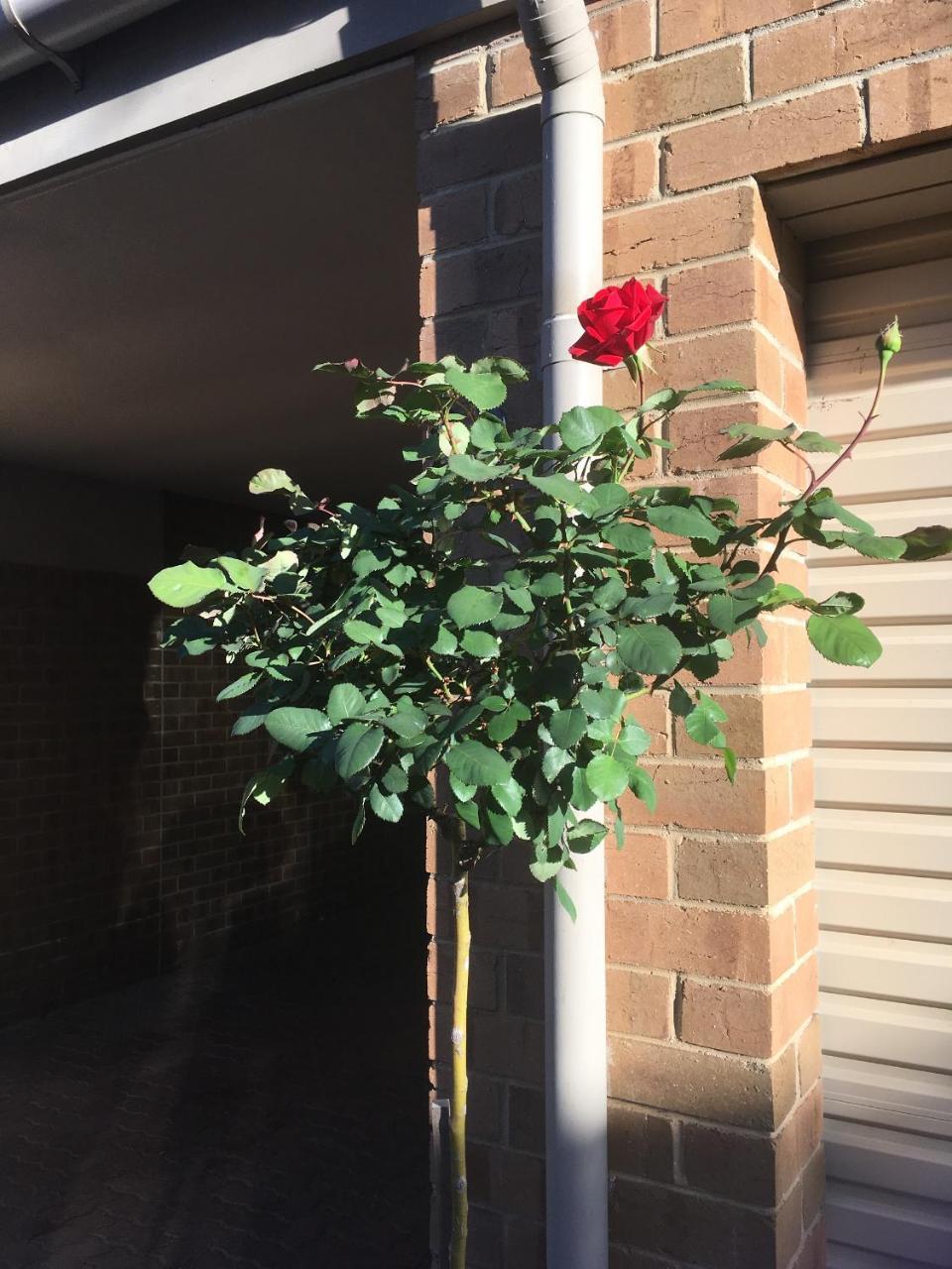 Adelaide Style Accommodation-Close To City-North Adelaide-3 Bdrm- Free Parking 外观 照片